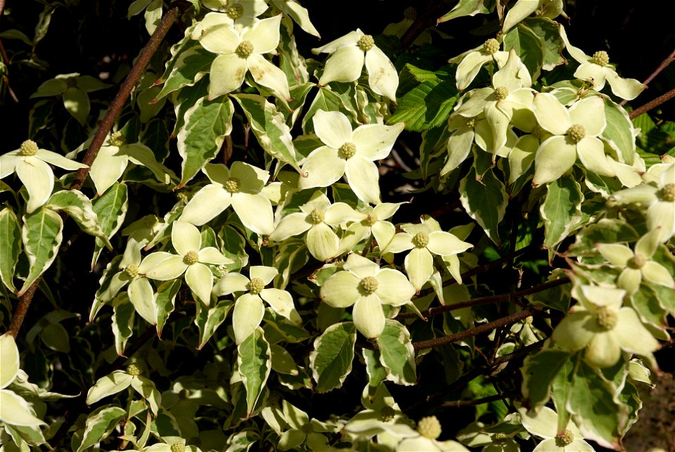 Cornus kousa 'Samaratin'. Photo taken in an arboriculture in Vossem, Belgium