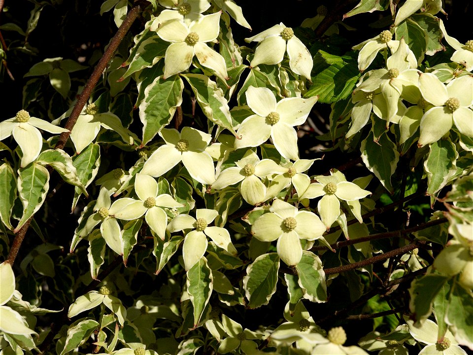 Cornus kousa 'Samaratin'. Photo taken in an arboriculture in Vossem, Belgium