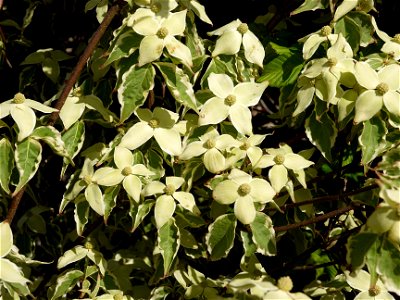 Cornus kousa 'Samaratin'. Photo taken in an arboriculture in Vossem, Belgium