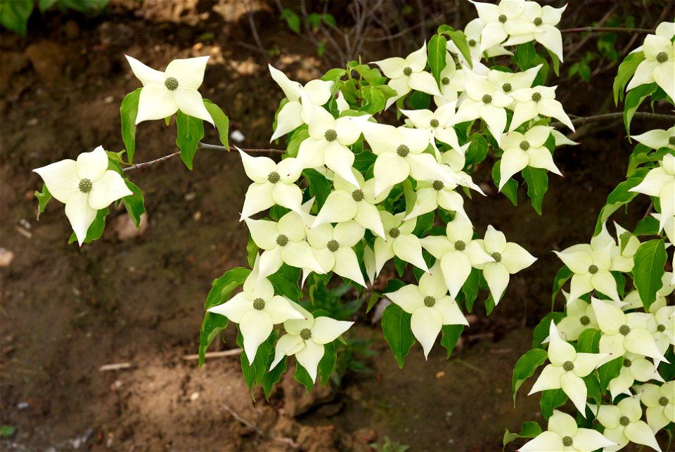 Cornus kousa chinensis. Photo taken in an arboriculture in Vossem, Belgium