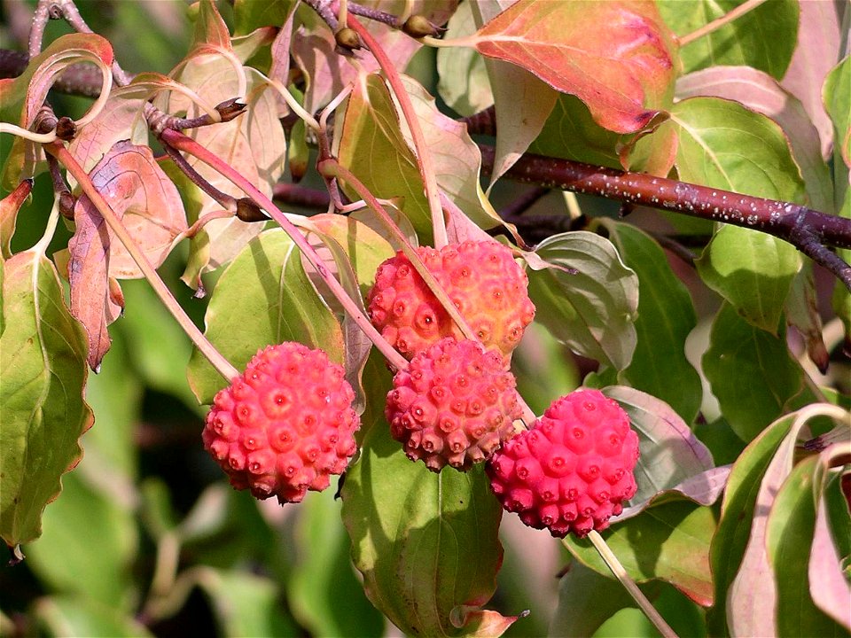 Cornus kousa fruit at Bodnant Gardens, October 16 2005