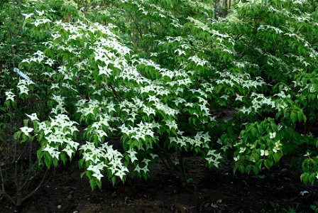 Cornus kousa chinensis. Photo taken in an arboriculture in Vossem, Belgium
