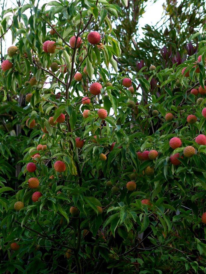 Kousa Dogwood in New Zealand