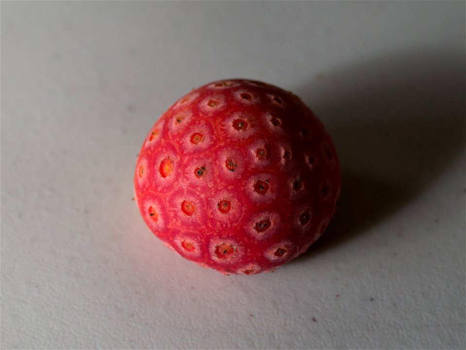 The fruit of the Kousa Dogwood.