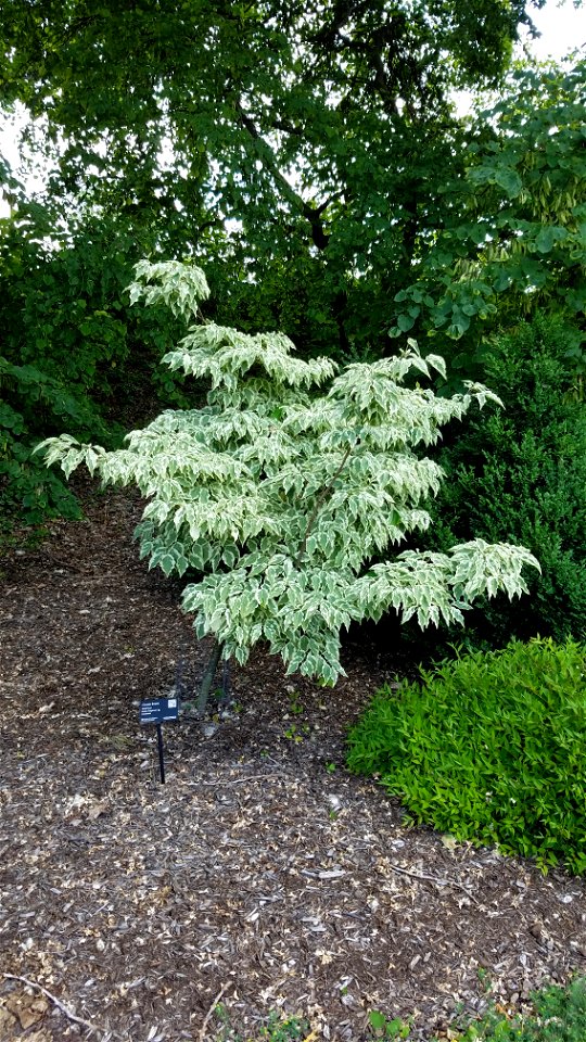Chadwick Arboretum and Learning Gardens

Columbus, Ohio
