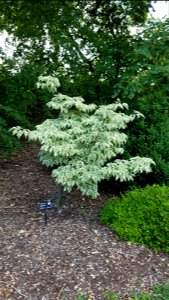 Chadwick Arboretum and Learning Gardens

Columbus, Ohio