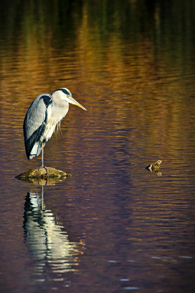 Reflection waters abendstimmung photo