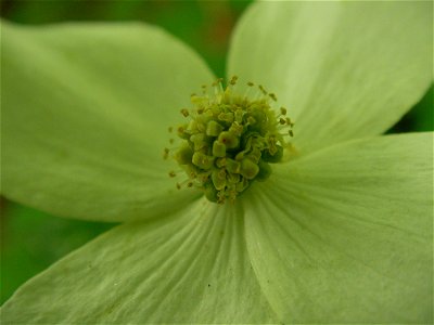 ヤマボウシ[山法師,山帽子][Benthamidia japonica]-花拡大