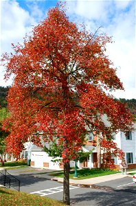 A Black Tupelo in early fall color at West Point, NY