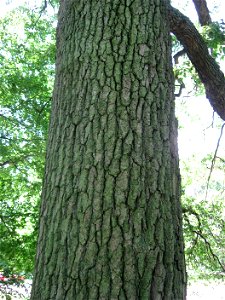 A picture of the trunk of Nyssa sylvatica.