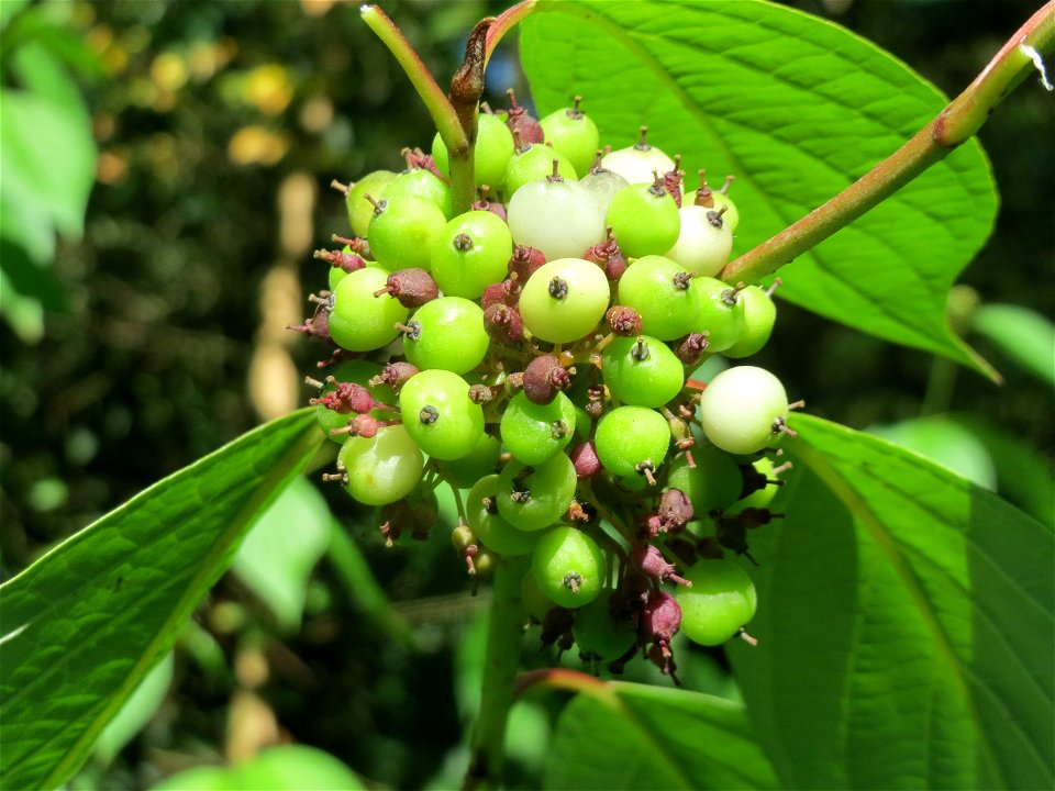 Seidiger Hartriegel (Cornus sericea) - invasiv im Naturschutzgebiet "St. Arnualer Wiesen" photo