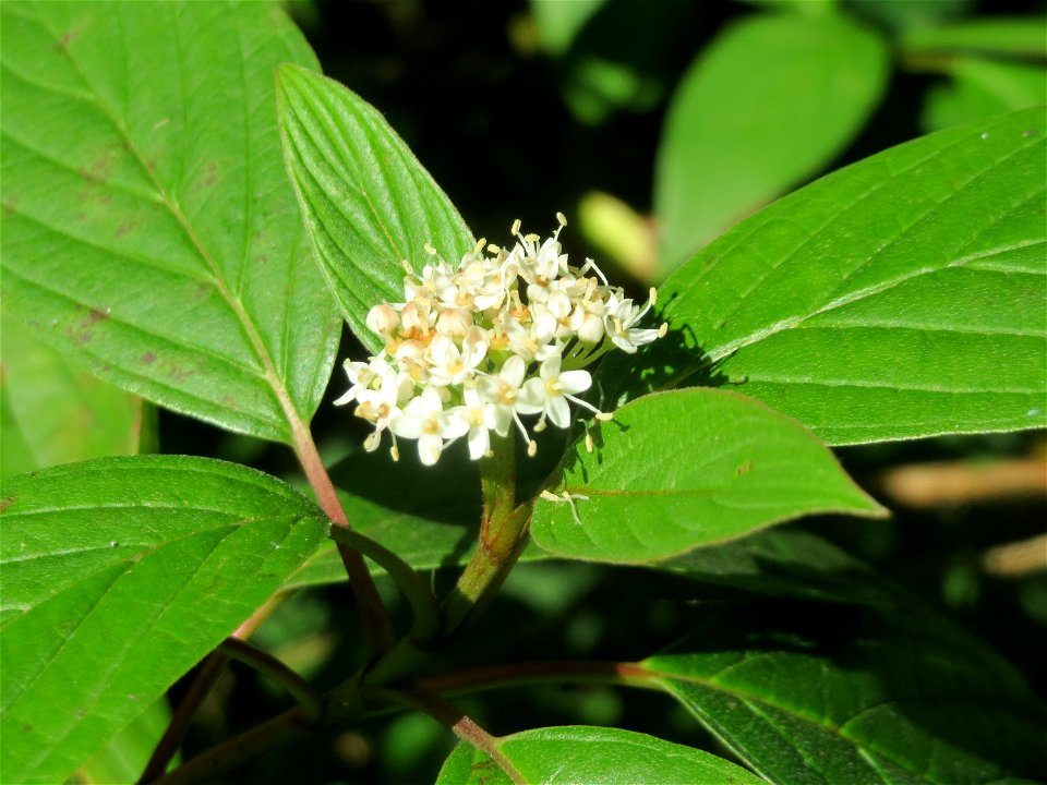 Seidiger Hartriegel (Cornus sericea) - invasiv im Naturschutzgebiet "St. Arnualer Wiesen"