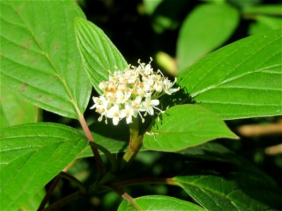 Seidiger Hartriegel (Cornus sericea) - invasiv im Naturschutzgebiet "St. Arnualer Wiesen"