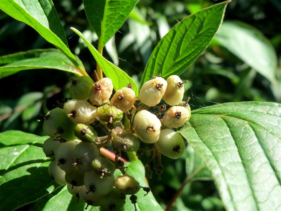 Seidiger Hartriegel (Cornus sericea) - invasiv im Naturschutzgebiet "St. Arnualer Wiesen"