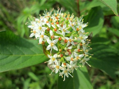 Seidiger Hartriegel (Cornus sericea) im Naturschutzgebiet „St. Arnualer Wiesen“ photo