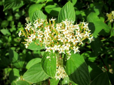 Seidiger Hartriegel (Cornus sericea) im Naturschutzgebiet „St. Arnualer Wiesen“