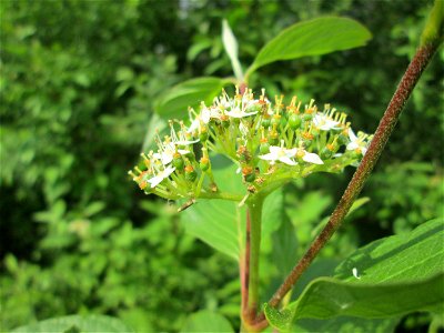 Seidiger Hartriegel (Cornus sericea) im Naturschutzgebiet „St. Arnualer Wiesen“