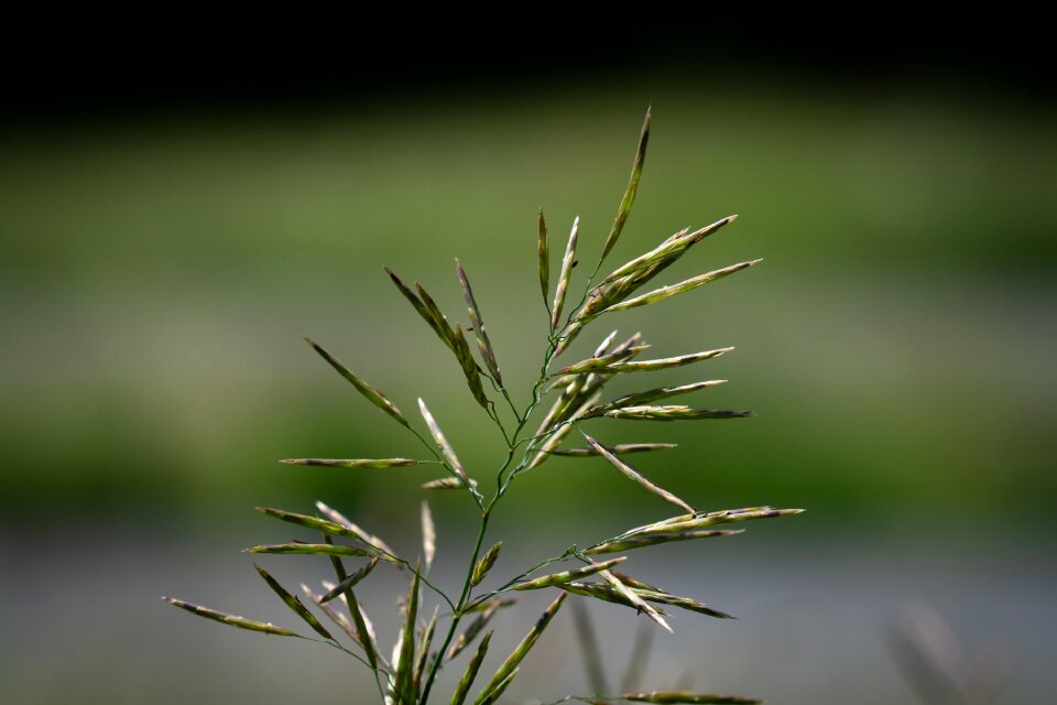 Seeds green nature