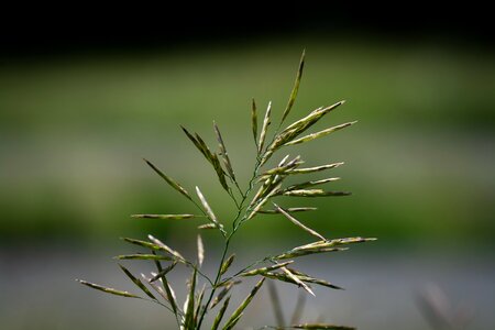 Seeds green nature