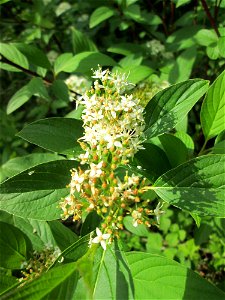 Seidiger Hartriegel (Cornus sericea) im Naturschutzgebiet „St. Arnualer Wiesen“