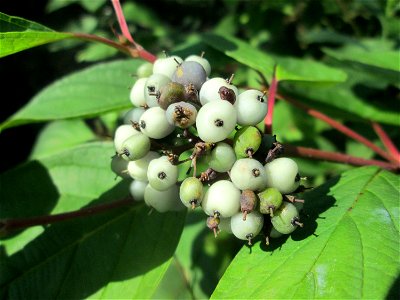 Seidiger Hartriegel (Cornus sericea) im Naturschutzgebiet „St. Arnualer Wiesen“ - Ursprung: Nordamerika