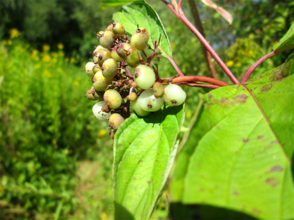 Seidiger Hartriegel (Cornus sericea) im Naturschutzgebiet „St. Arnualer Wiesen“ - Ursprung: Nordamerika
