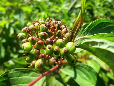 Seidiger Hartriegel (Cornus sericea) im Naturschutzgebiet „St. Arnualer Wiesen“ - Ursprung: Nordamerika