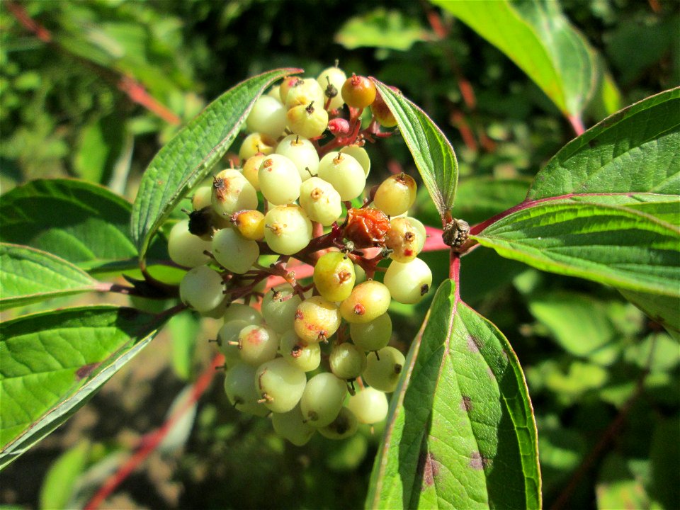 Seidiger Hartriegel (Cornus sericea) im Naturschutzgebiet „St. Arnualer Wiesen“ - Ursprung: Nordamerika