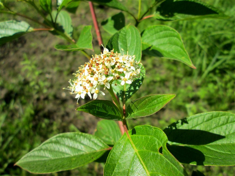 Seidiger Hartriegel (Cornus sericea) im Naturschutzgebiet „St. Arnualer Wiesen“ - eingeschleppt aus Nordamerika