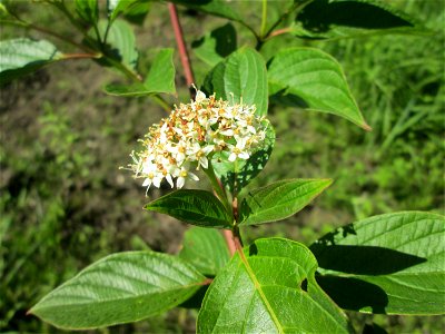 Seidiger Hartriegel (Cornus sericea) im Naturschutzgebiet „St. Arnualer Wiesen“ - eingeschleppt aus Nordamerika photo