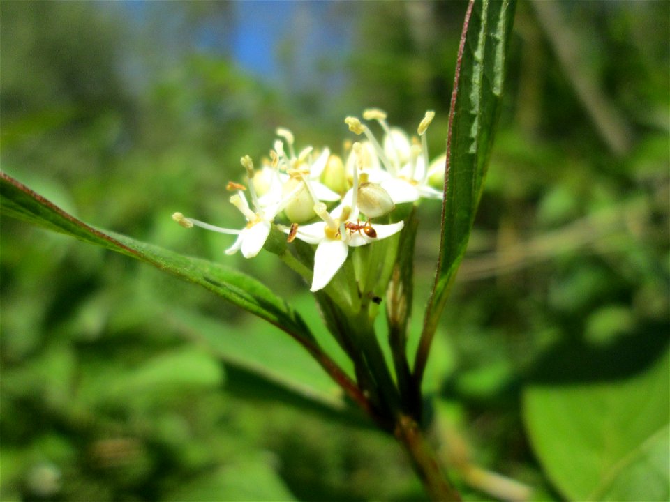 Seidiger Hartriegel (Cornus sericea) im Naturschutzgebiet „St. Arnualer Wiesen“ - eingeschleppt aus Nordamerika