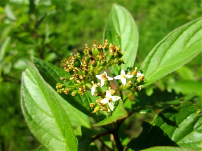 Seidiger Hartriegel (Cornus sericea) im Naturschutzgebiet „St. Arnualer Wiesen“ - eingeschleppt aus Nordamerika