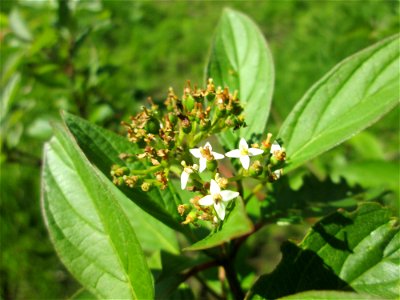 Seidiger Hartriegel (Cornus sericea) im Naturschutzgebiet „St. Arnualer Wiesen“ - eingeschleppt aus Nordamerika photo