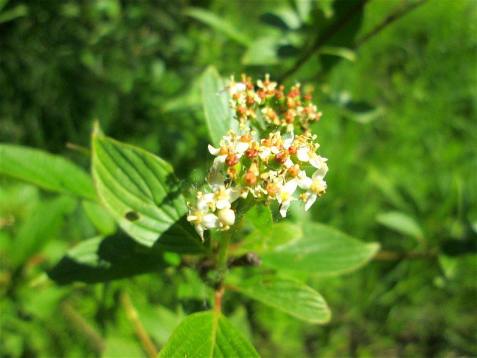 Seidiger Hartriegel (Cornus sericea) im Naturschutzgebiet „St. Arnualer Wiesen“ - eingeschleppt aus Nordamerika