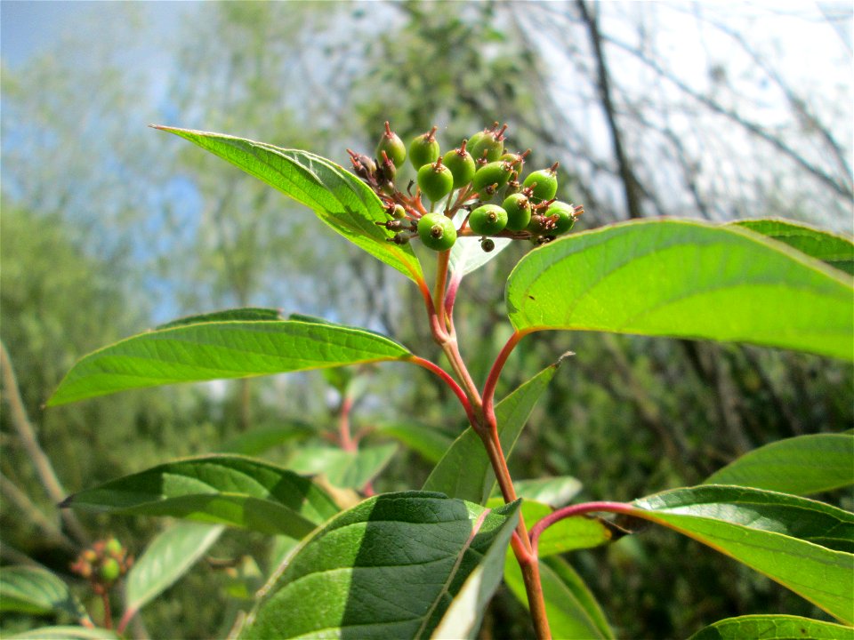 Seidiger Hartriegel (Cornus sericea) invasiv im Naturschutzgebiet „St. Arnualer Wiesen“