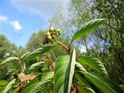 Seidiger Hartriegel (Cornus sericea) invasiv im Naturschutzgebiet „St. Arnualer Wiesen“ photo