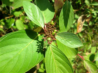 Seidiger Hartriegel (Cornus sericea) invasiv im Naturschutzgebiet „St. Arnualer Wiesen“ photo