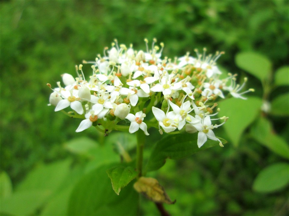 Seidiger Hartriegel (Cornus sericea) im Naturschutzgebiet „St. Arnualer Wiesen“ - eingeschleppt aus Nordamerika