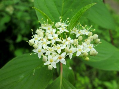Seidiger Hartriegel (Cornus sericea) im Naturschutzgebiet „St. Arnualer Wiesen“ - eingeschleppt aus Nordamerika
