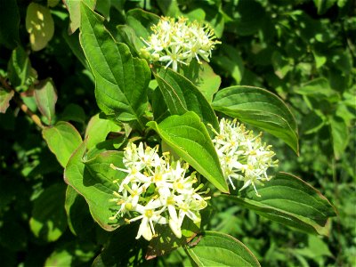 Seidiger Hartriegel (Cornus sericea) im Naturschutzgebiet „St. Arnualer Wiesen“ - eingeschleppt aus Nordamerika