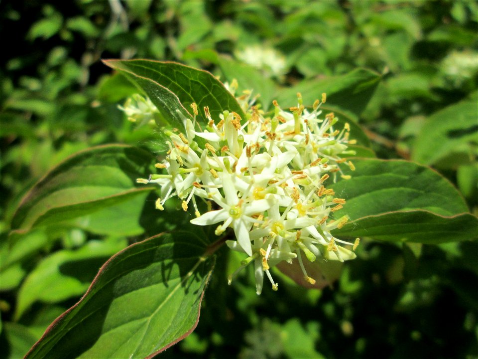 Seidiger Hartriegel (Cornus sericea) im Naturschutzgebiet „St. Arnualer Wiesen“ - eingeschleppt aus Nordamerika