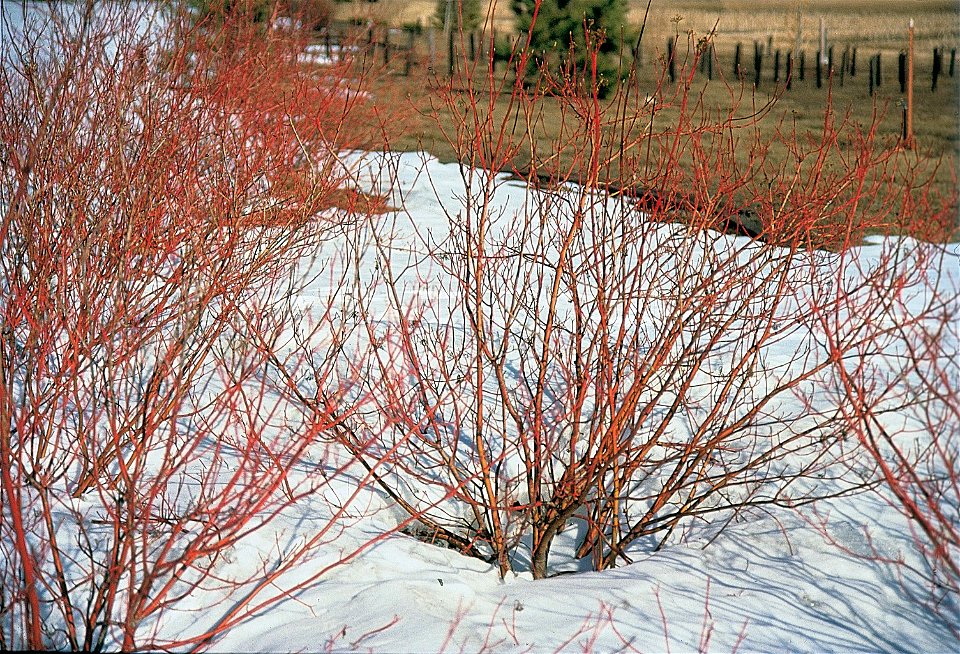 Cornus sericea in winter, showing red twig colouring