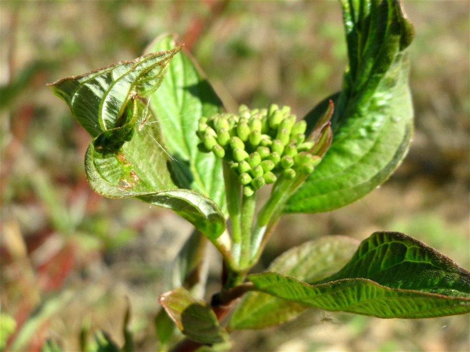 Hartriegel (Cornus sanguinea) am Erlichsee bei Oberhausen-Rheinhausen