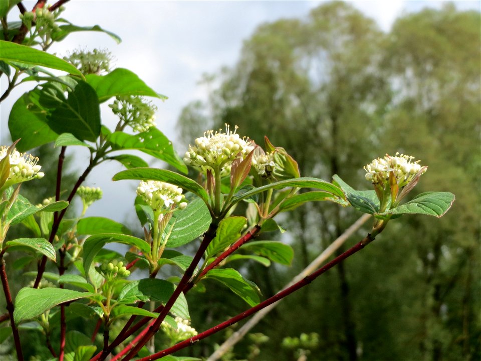 Roter Hartriegel (Cornus sanguinea) im Naturschutzgebiet "St. Arnualer Wiesen"