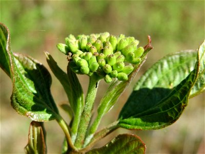 Hartriegel (Cornus sanguinea) am Erlichsee bei Oberhausen-Rheinhausen