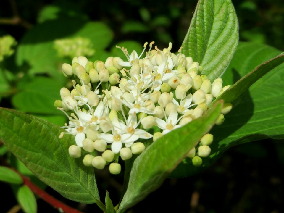 Roter Hartriegel (Cornus sanguinea) im Naturschutzgebiet "St. Arnualer Wiesen"