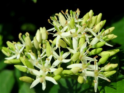 Hartriegel (Cornus sanguinea) in Hockenheim