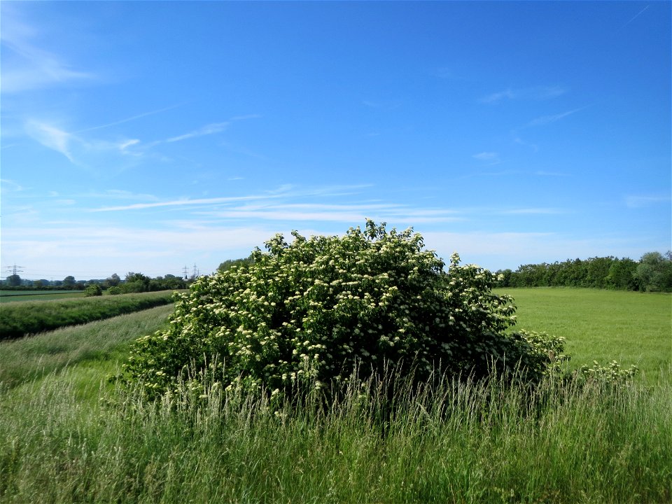 Hartriegel (Cornus sanguinea) im Landschaftsschutzgebiet Hockenheimer Rheinbogen