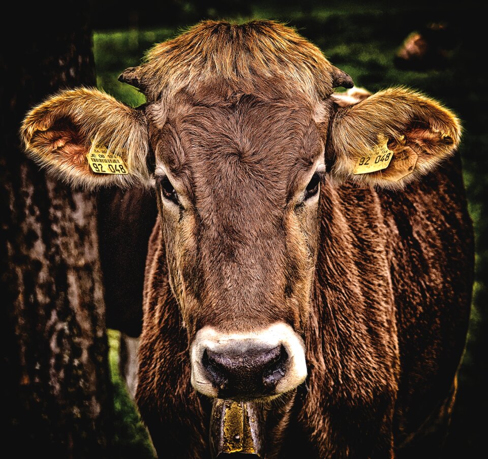 Cute ruminant dairy cattle