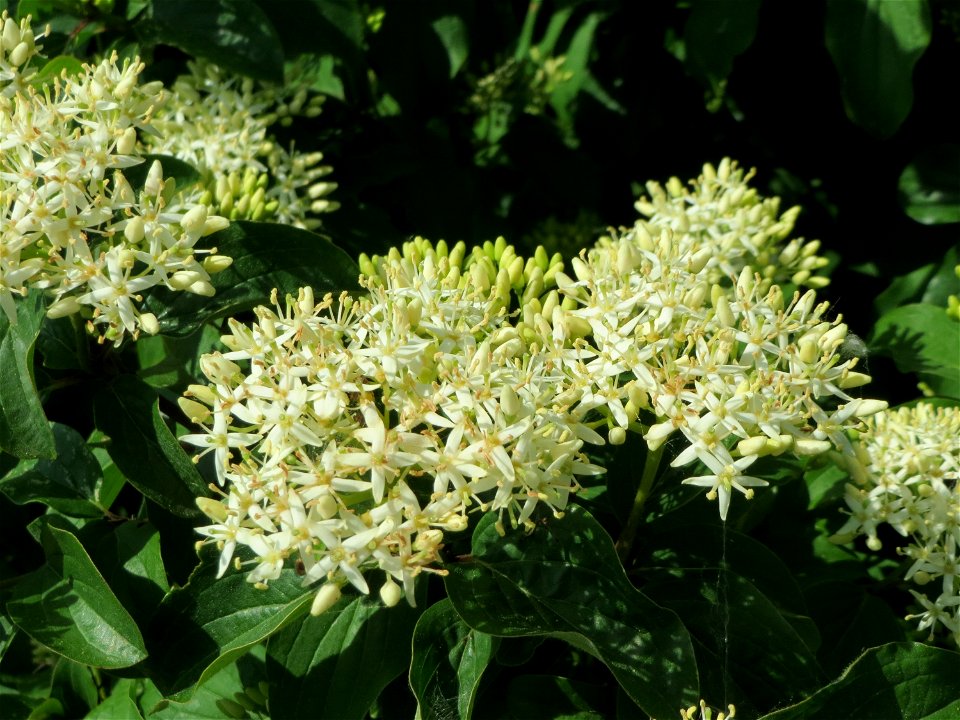 Hartriegel (Cornus sanguinea) im Landschaftsschutzgebiet Hockenheimer Rheinbogen